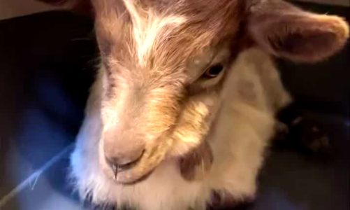 Un agnello e una capretta recuperati e messi in salvo all’oasi di Salzano | VIDEO